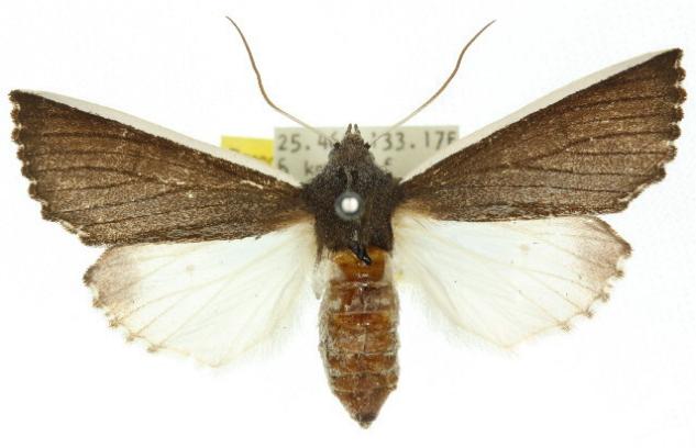 Capusa chionopleura