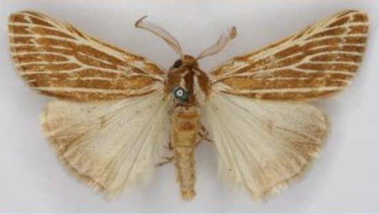 Ciampa chordota