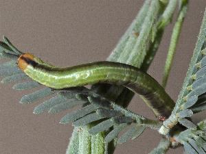 Gastrina cristaria