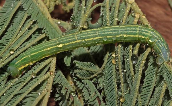 Gastrina cristaria