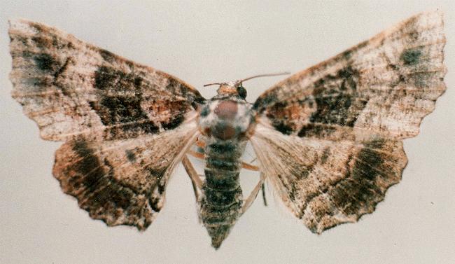 Gastrina cristaria