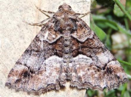 Gastrina cristaria