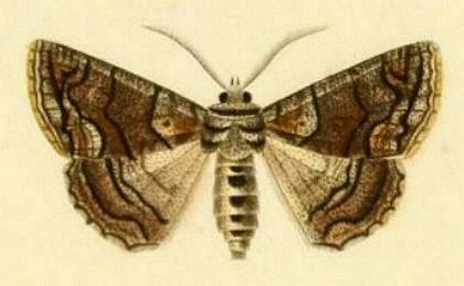 Gastrina cristaria