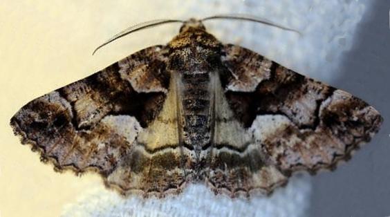 Gastrina cristaria