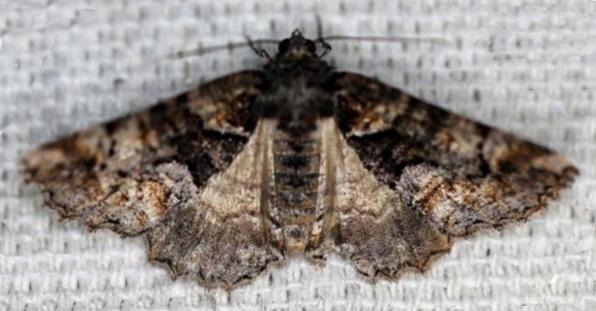 Gastrina cristaria
