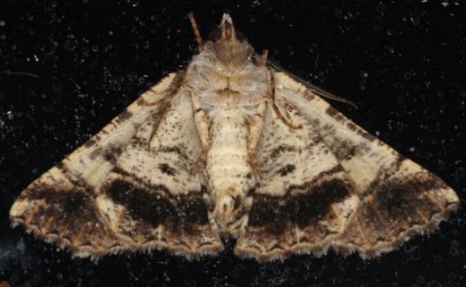 Gastrina cristaria