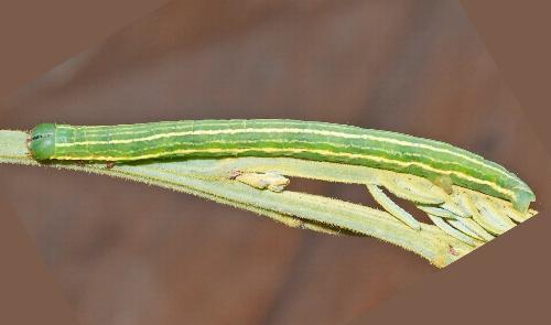 Gastrina cristaria