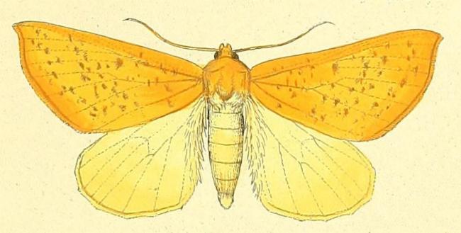 Plesanemma fucata