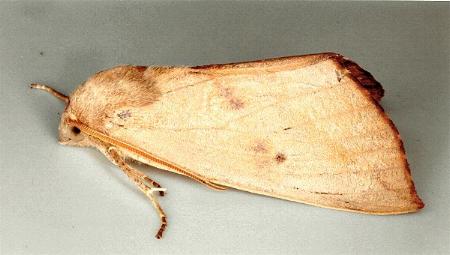 Mnesampela heliochrysa