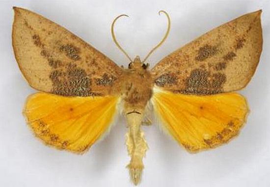Mnesampela heliochrysa