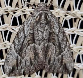 Amphicrossa hemadelpha