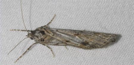 Ciampa heteromorpha