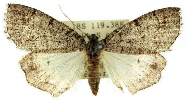 Lophosticha idiograpta