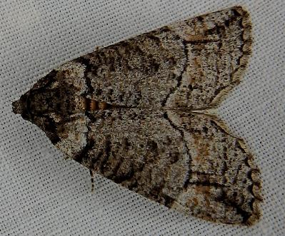 Lophosticha idiograpta