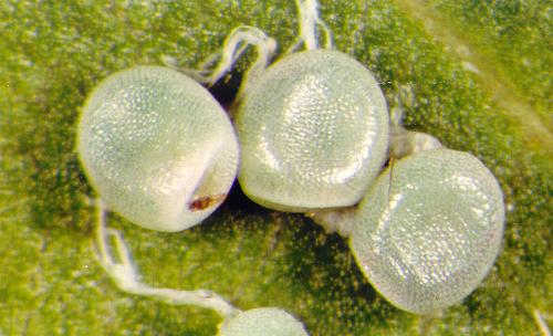 Thalaina inscripta