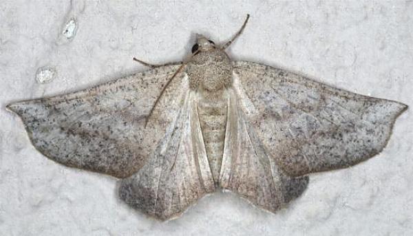 Mnesampela lenaea