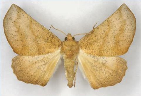 Mnesampela lenaea