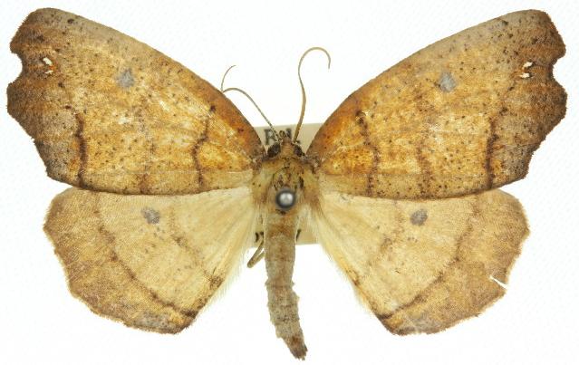 Xylodryas leptoxantha