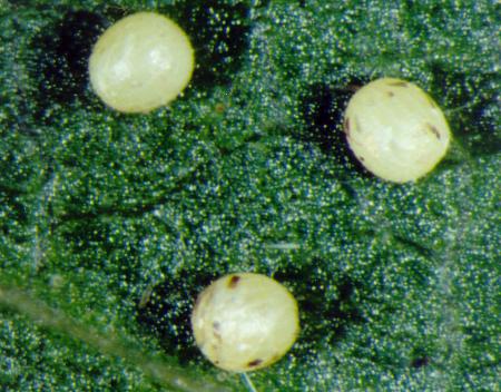 Amelora leucaniata