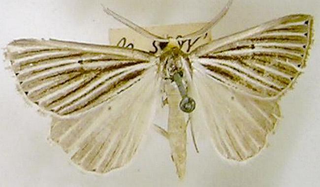 Amelora leucaniata