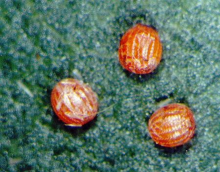Amelora leucaniata