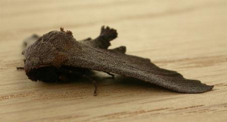 Amphiclasta lygaea