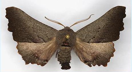 Amphiclasta lygaea