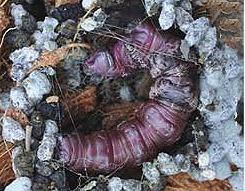 Amphiclasta lygaea