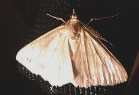 lygdina
