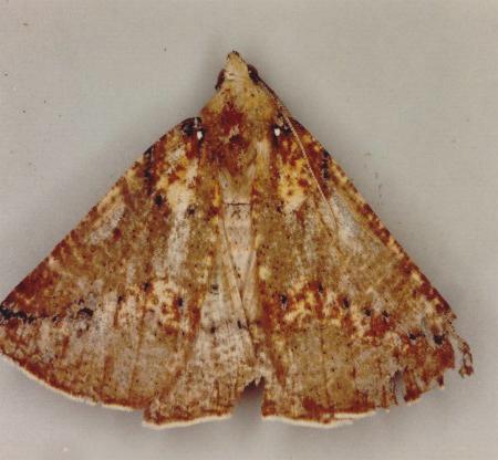 Cassythaphaga macarta