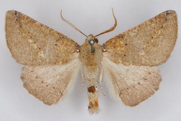 Cassythaphaga macarta
