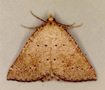 Amelora nebulosa