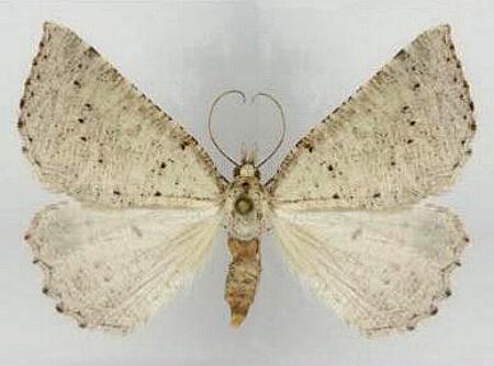 Amelora nebulosa