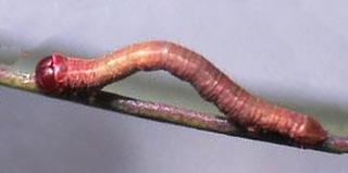 Paralaea ochrosoma