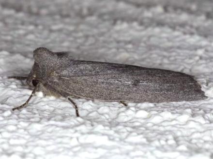 Paralaea ochrosoma