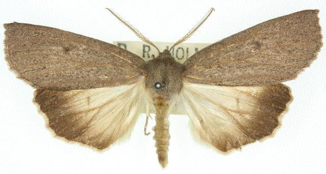 Paralaea ochrosoma