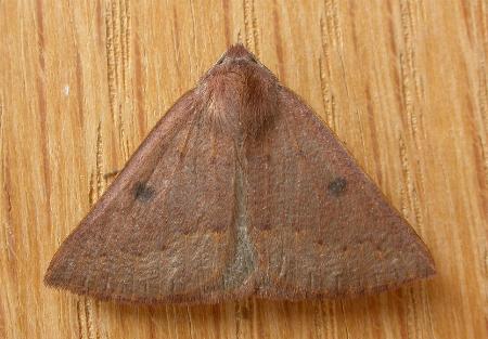 Amelora oenobreches