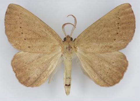 Amelora oncerodes