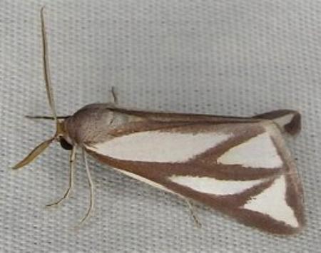 Thalaina paronycha