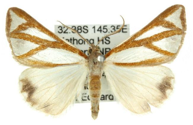 Thalaina paronycha