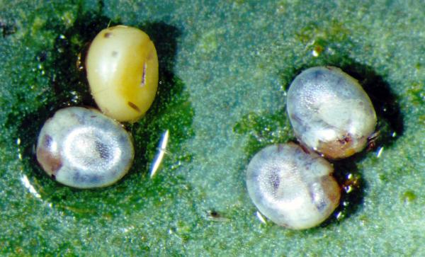 Fisera perplexata