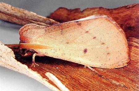 Fisera perplexata