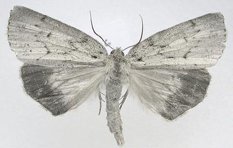 Mochlotona phasmatias