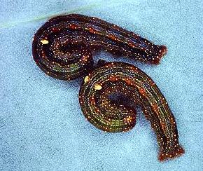 Mnesampela privata