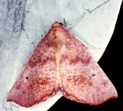 Mnesampela privata