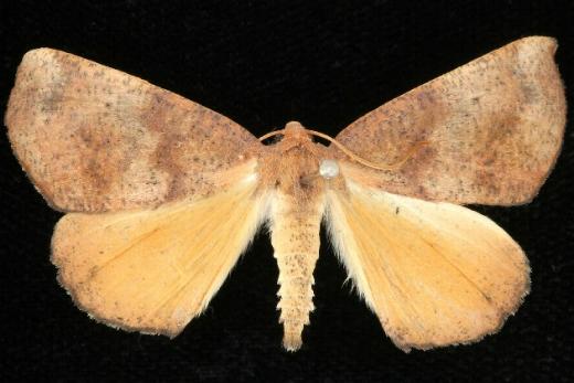 Mnesampela privata