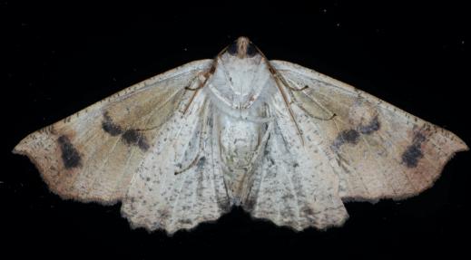 Mnesampela privata