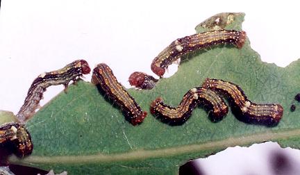 Mnesampela privata