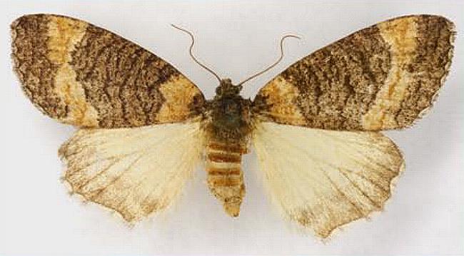 Lophosticha psorallodes
