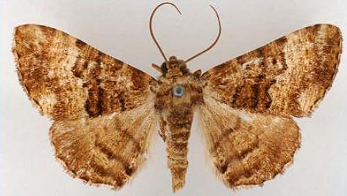 Aporoctena scierodes